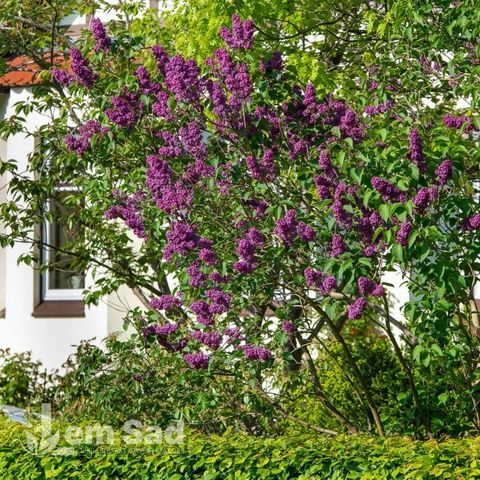 Бузок звичайний Людвіг Шпет (Syringa vulgaris Andenken an Ludwig Sp&auml;th) 20227 фото