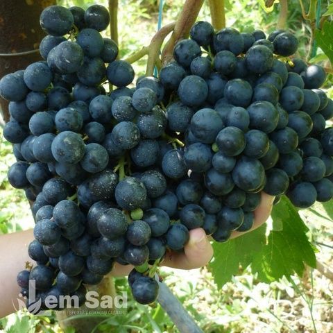 Виноград кишмиш Чёрный Смарагд 40015 фото