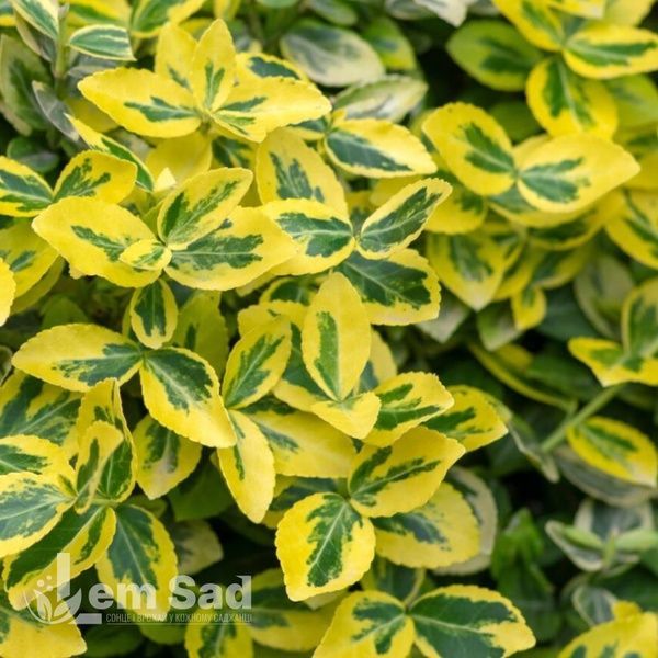 Бересклет Форчуна Канадейл Голд (Euonymus fortunei Canadale Gold) 20177 фото
