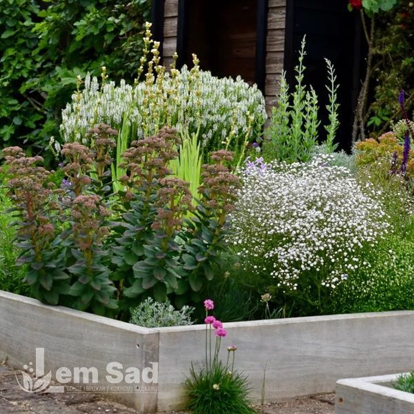Гіпсофіла волотиста Фестивал Вайт Флер (Gypsophila paniculata Festival White Flare) 20333 фото