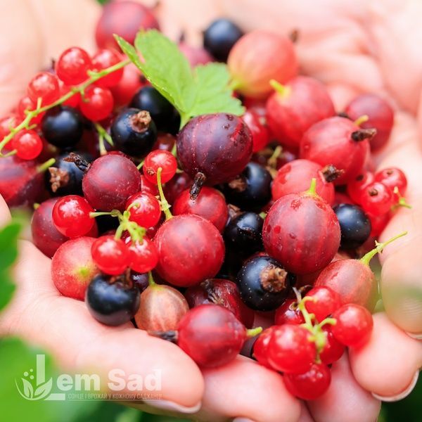 Аґрус Карат (Ribes uva-crispa Karat) 30175 фото
