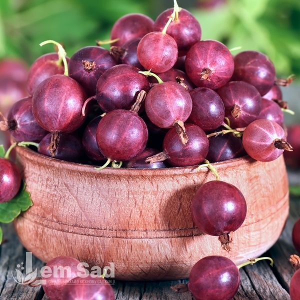 Аґрус Карат (Ribes uva-crispa Karat) 30175 фото