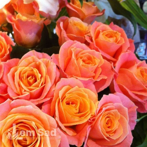 Роза чайно-гибридная Мисс Пигги (Miss Piggy) 50080 фото