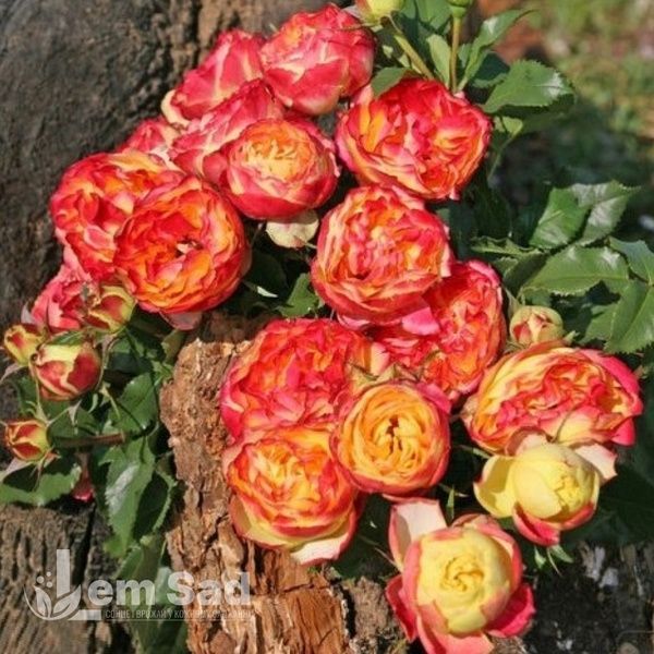 Роза чайно-гибридная Вулканика (Rosa Vulcanica) 50035 фото