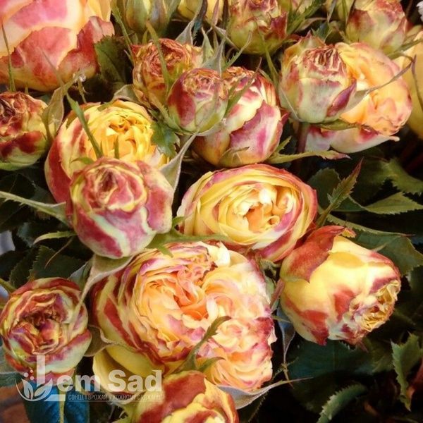 Роза чайно-гибридная Вулканика (Rosa Vulcanica) 50035 фото