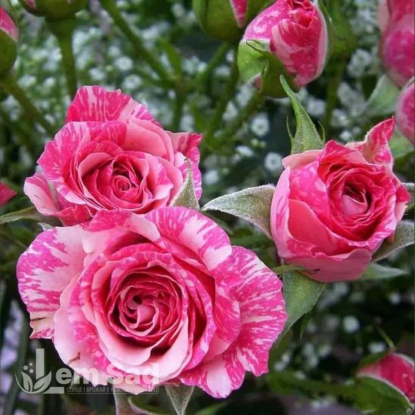 Троянда спрей Пінк Флеш (Rosa Pink Flash) 50321 фото