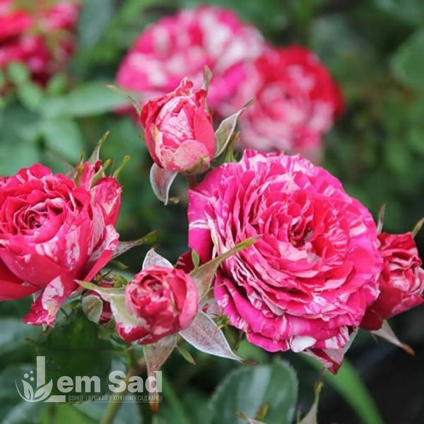 Троянда спрей Пінк Флеш (Rosa Pink Flash) 50321 фото