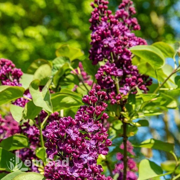 Бузок звичайний Людвіг Шпет (Syringa vulgaris Andenken an Ludwig Sp&auml;th) 20227 фото