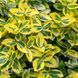 Бересклет Форчуна Канадейл Голд (Euonymus fortunei Canadale Gold) 20177 фото 2