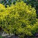 Бересклет Форчуна Канадейл Голд (Euonymus fortunei Canadale Gold) 20177 фото 1