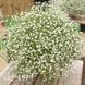 Гіпсофіла волотиста Фестивал Вайт Флер (Gypsophila paniculata Festival White Flare) 20333 фото 1
