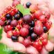 Аґрус Карат (Ribes uva-crispa Karat) 30175 фото 3