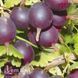 Аґрус Карат (Ribes uva-crispa Karat) 30175 фото 1