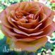 Роза чайно-гибридная Марракеш (Rosa Marrakech) 50251 фото 2