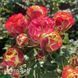 Роза чайно-гибридная Вулканика (Rosa Vulcanica) 50035 фото 1