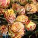 Роза чайно-гибридная Вулканика (Rosa Vulcanica) 50035 фото 2
