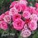 Троянда спрей Пінк Флеш (Rosa Pink Flash) 50321 фото 1