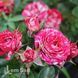 Троянда спрей Пінк Флеш (Rosa Pink Flash) 50321 фото 3