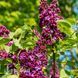 Бузок звичайний Людвіг Шпет (Syringa vulgaris Andenken an Ludwig Sp&auml;th) 20227 фото 2