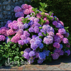 Гортензія Bouquet Rose