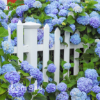 Гортензія Nikko Blue